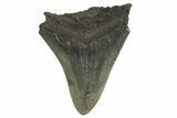 Serrated, Fossil Megalodon Tooth - South Carolina #321231-1
